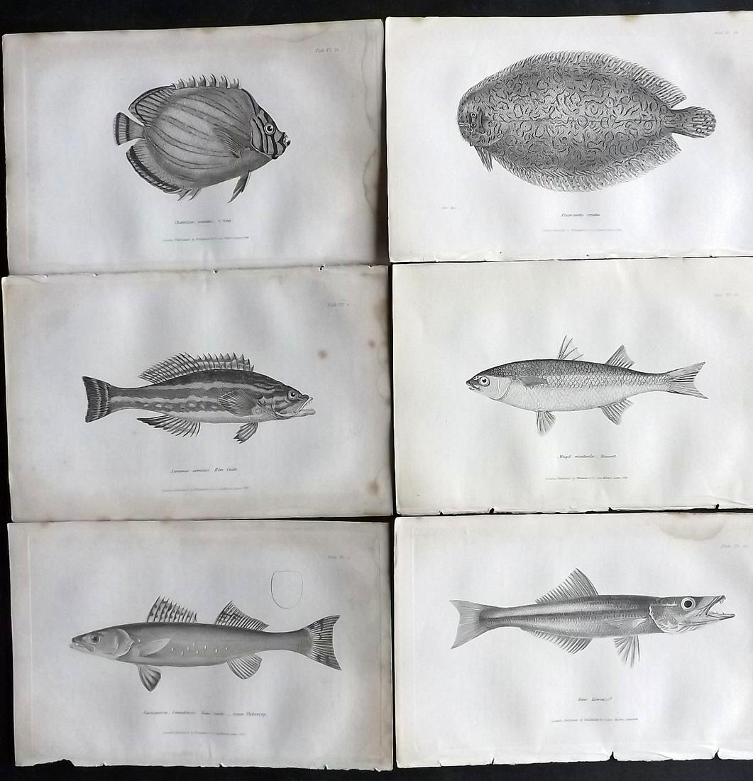 Cuvier, Baron C1830 Lot of 6 Antique Fish Prints (1 of 2)
