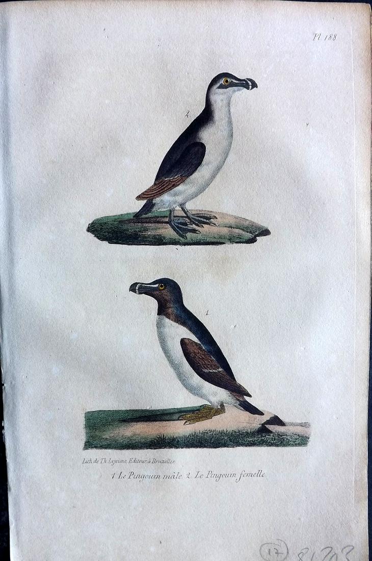 Buffon, Comte de 1830 Hand Col Bird Print. Penguins (1 of 2)