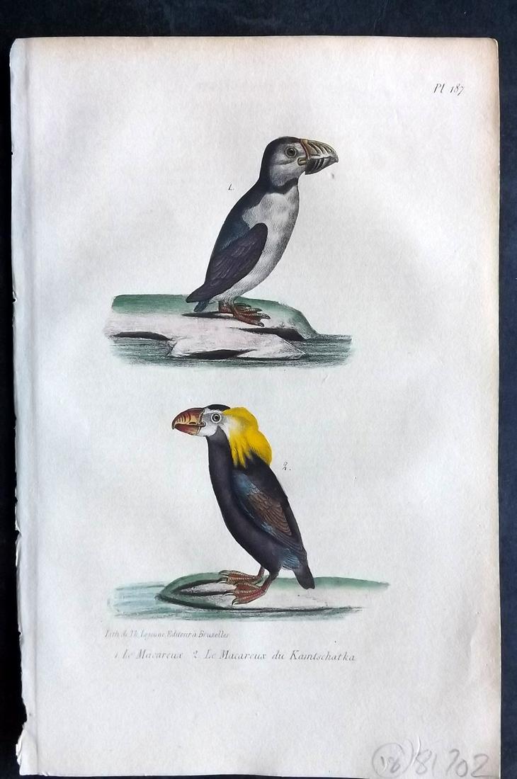 Buffon, Comte de 1830 Hand Col Bird Print. Puffin, Tufted Puffin (1 of 2)