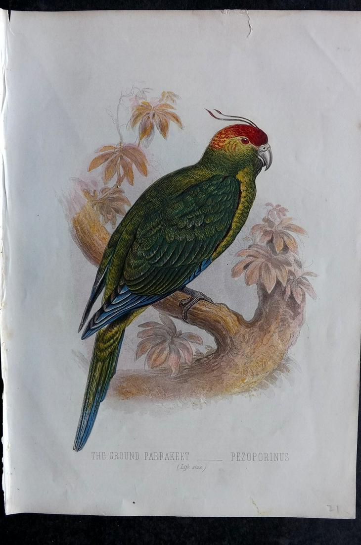 Jones, Thomas Rymer 1869 Bird Print. Ground Parrakeet (1 of 2)