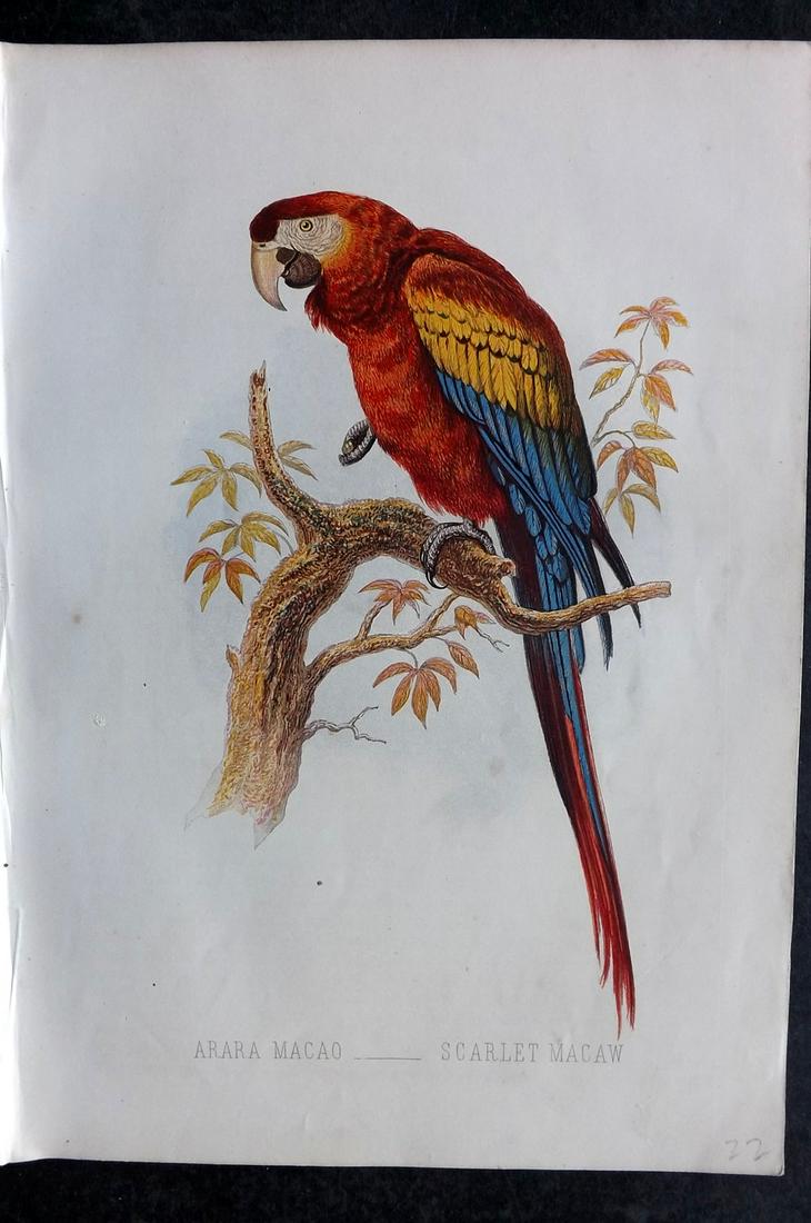 Jones, Thomas Rymer 1869 Bird Print. Scarlet Macaw (1 of 2)