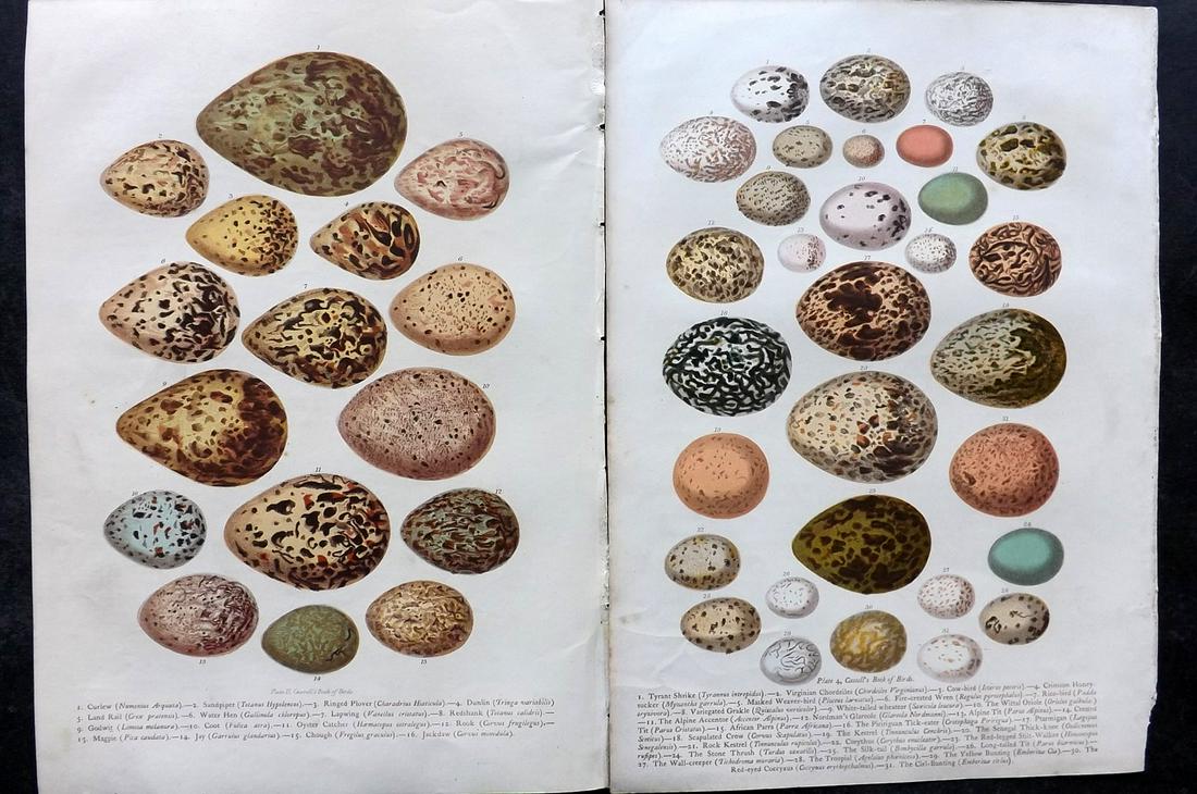 Jones, Thomas Rymer 1869 Pair of Bird Egg Prints (1 of 2)
