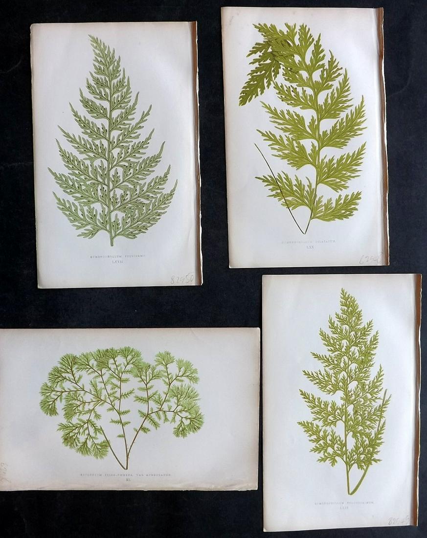 Lowe, Edward 1864 Lot of 4 Antique Fern Prints: Woodblock Published 1864, London for "A Natural History of New and Rare Ferns" by Edward Lowe. Illustrated by A. F. Lydon. Printed by Benjamin Fawcett. Paper Size: 9.5 x 6 inch (25 x 15cm) Good Condit
