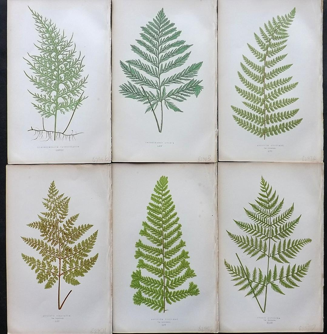 Lowe, Edward 1864 Lot of 6 Antique Fern Prints: Woodblock Published 1864, London for "A Natural History of New and Rare Ferns" by Edward Lowe. Illustrated by A. F. Lydon. Printed by Benjamin Fawcett. Paper Size: 9.5 x 6 inch (25 x 15cm) Good Condit