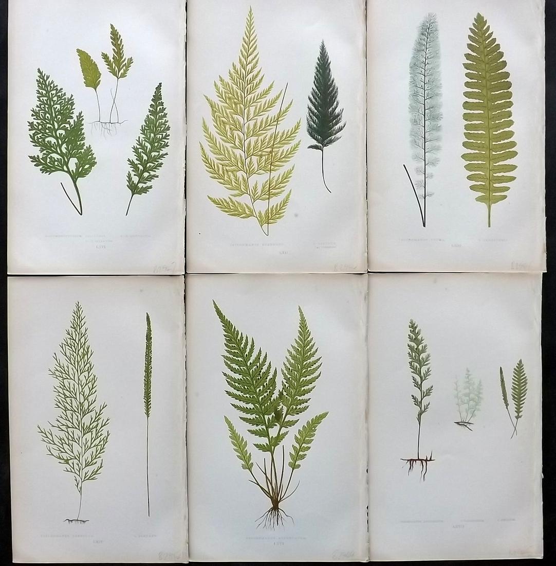 Lowe, Edward 1864 Lot of 6 Antique Fern Prints: Woodblock Published 1864, London for "A Natural History of New and Rare Ferns" by Edward Lowe. Illustrated by A. F. Lydon. Printed by Benjamin Fawcett. Paper Size: 9.5 x 6 inch (25 x 15cm) Good Condit