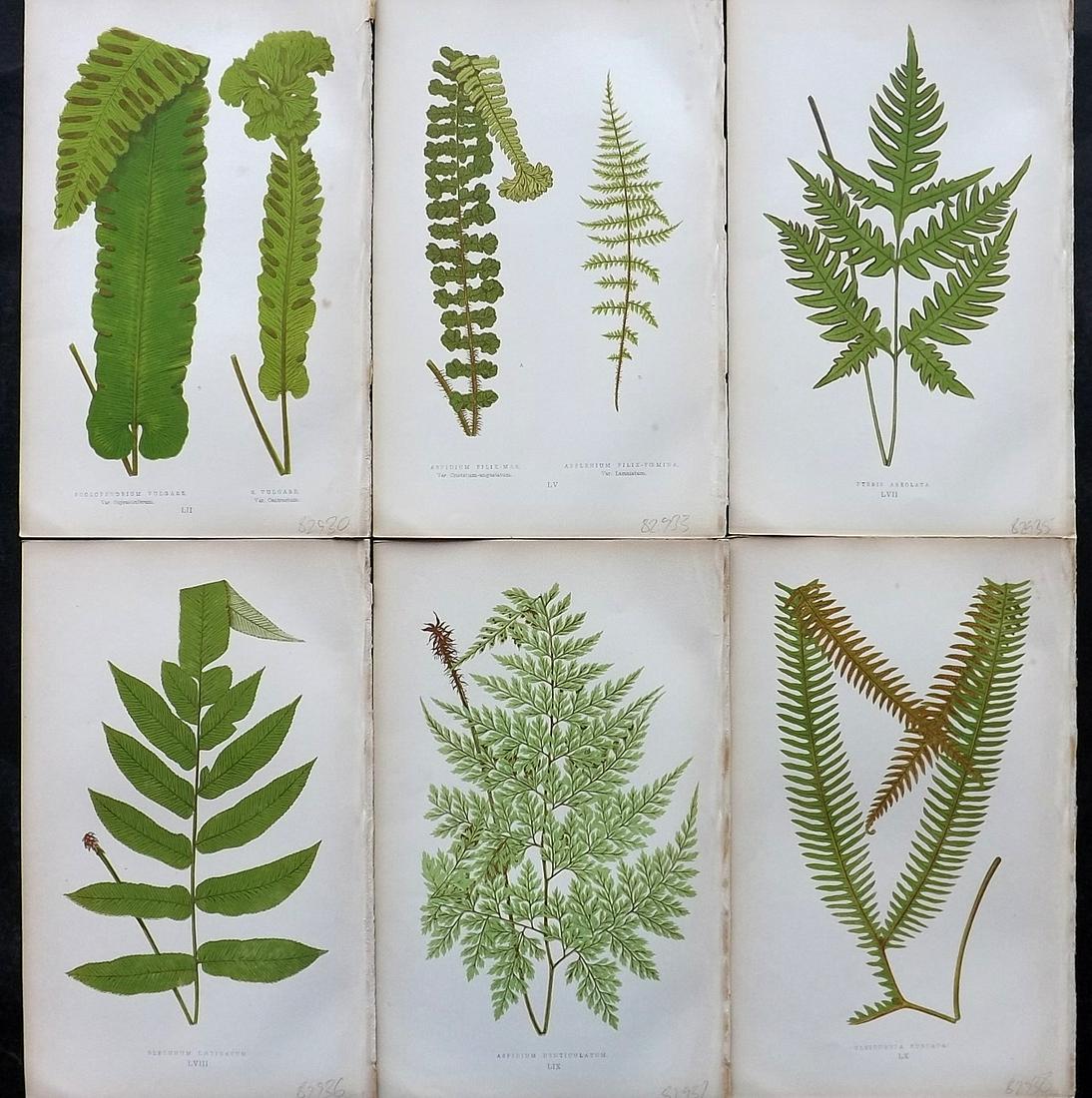 Lowe, Edward 1864 Lot of 6 Antique Fern Prints: Woodblock Published 1864, London for "A Natural History of New and Rare Ferns" by Edward Lowe. Illustrated by A. F. Lydon. Printed by Benjamin Fawcett. Paper Size: 9.5 x 6 inch (25 x 15cm) Good Condit