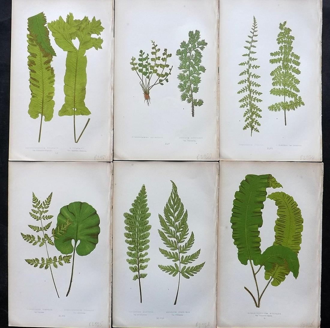Lowe, Edward 1864 Lot of 6 Antique Fern Prints: Woodblock Published 1864, London for "A Natural History of New and Rare Ferns" by Edward Lowe. Illustrated by A. F. Lydon. Printed by Benjamin Fawcett. Paper Size: 9.5 x 6 inch (25 x 15cm) Good Condit