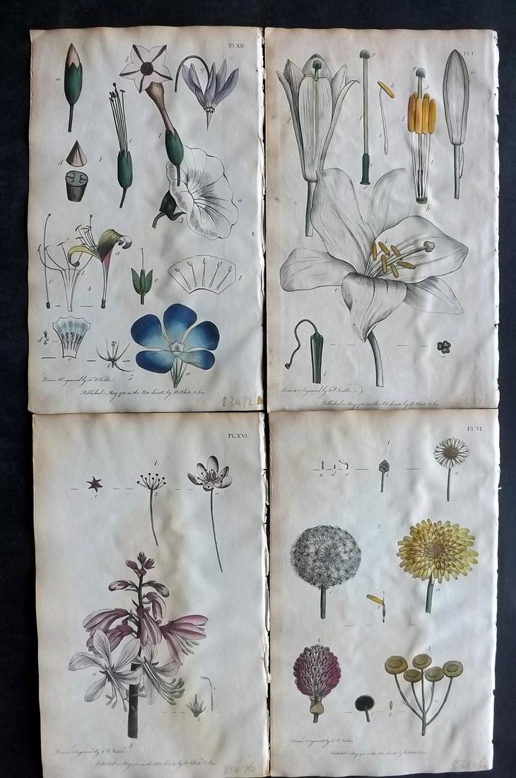 Nodder & Martyn 1789 Lot of 4 Hand Col Botanical Prints: Hand Colored Copper Plates Published 1789, London for "Thirty-eight Plates, with Explanations, Intended to Illustrate Linnaeus's System of Vegetables" by Thomas Martyn. Drawn & Engraved by Frederick P