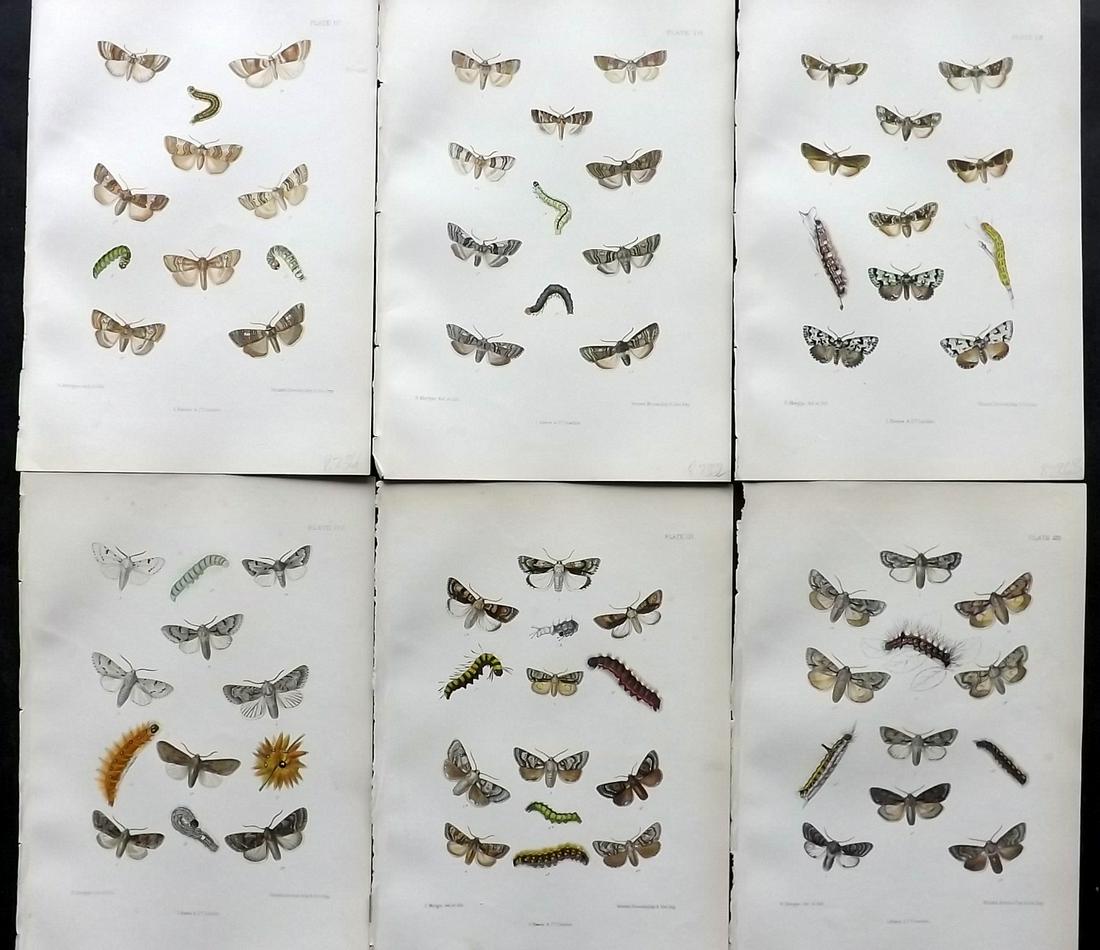 Barrett, Charles 1890's Lot of 6 Antique Moth Prints: Lithographs Published 1893-1907, London for "The Lepidoptera of the British Islands" by Charles G. Barrett. Printed in colours, some with additional hand colour. With accompanying descriptive text. Sc