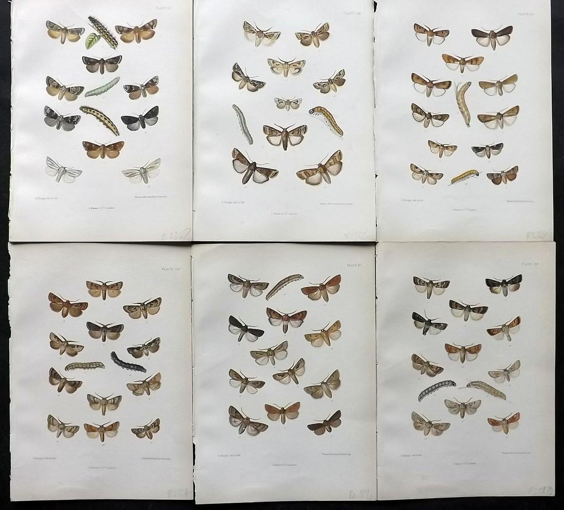 Barrett, Charles 1890's Lot of 6 Antique Moth Prints: Lithographs Published 1893-1907, London for "The Lepidoptera of the British Islands" by Charles G. Barrett. Printed in colours, some with additional hand colour. With accompanying descriptive text. Sc