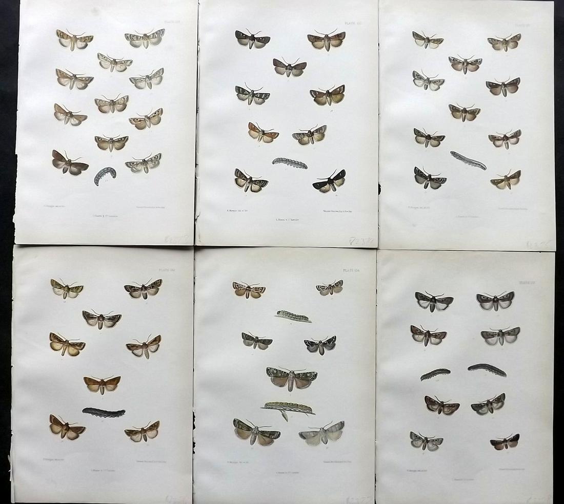 Barrett, Charles 1890's Lot of 6 Antique Moth Prints: Lithographs Published 1893-1907, London for "The Lepidoptera of the British Islands" by Charles G. Barrett. Printed in colours, some with additional hand colour. With accompanying descriptive text. Sc