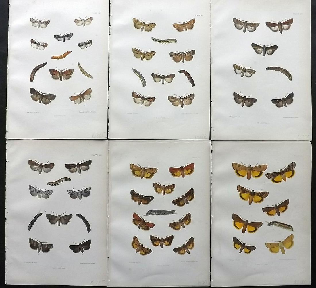 Barrett, Charles 1890's Lot of 6 Antique Moth Prints: Lithographs Published 1893-1907, London for "The Lepidoptera of the British Islands" by Charles G. Barrett. Printed in colours, some with additional hand colour. With accompanying descriptive text. Sc