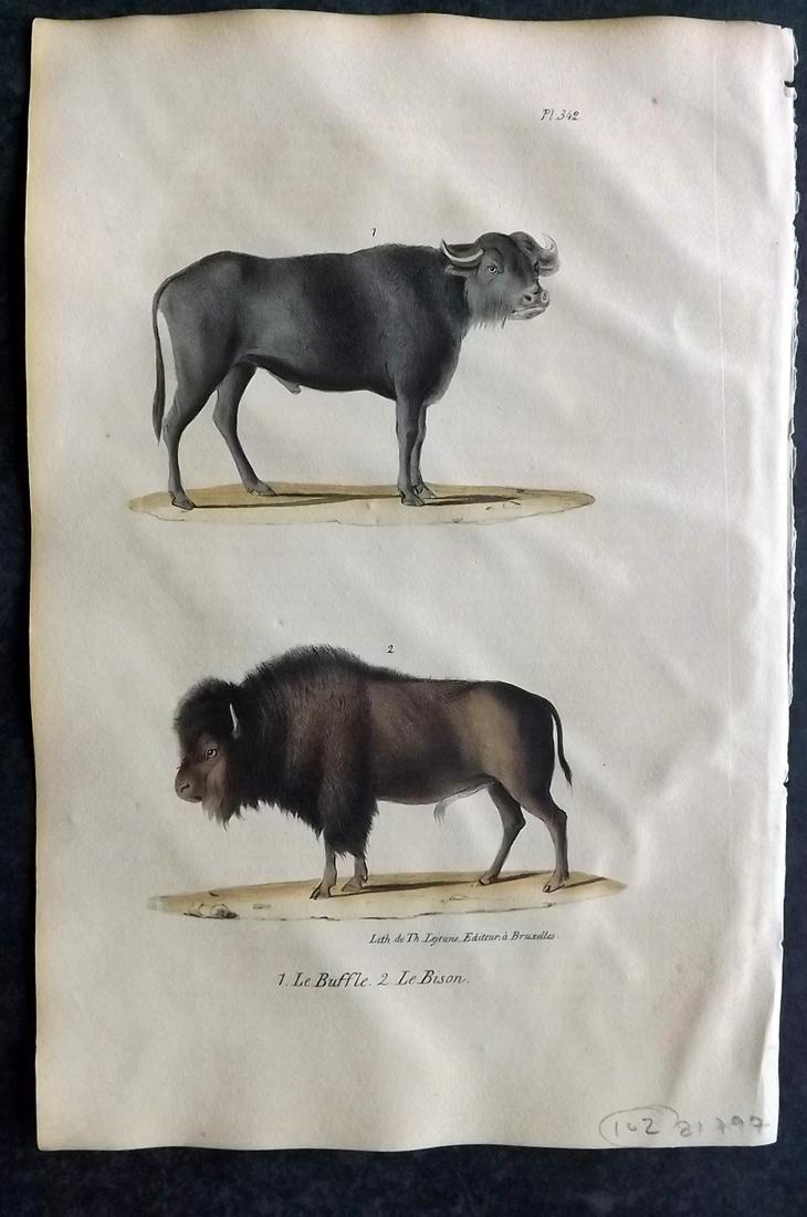 Buffon, Comte de 1830 Hand Col Print. Buffalo & Bison (1 of 2)