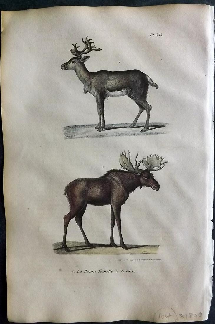 Buffon, Comte de 1830 Hand Col Print. Reindeer, Moose (1 of 2)