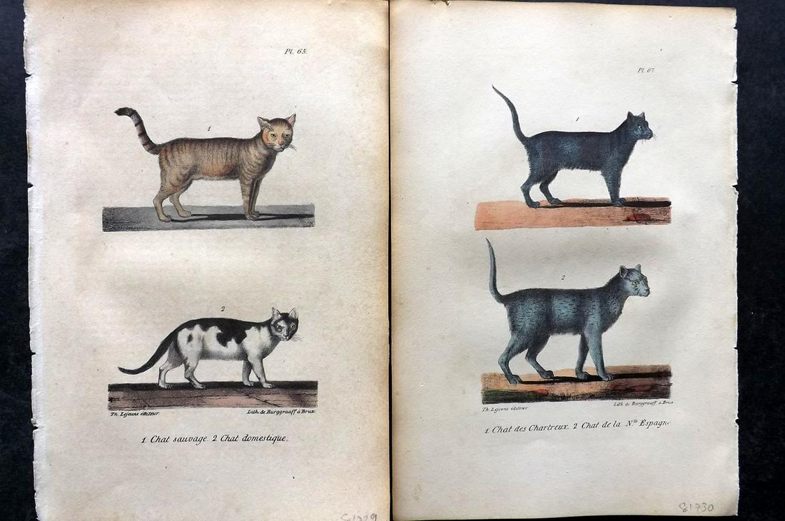 Buffon, Comte de 1830 Pair of Hand Col Cat Prints (1 of 2)
