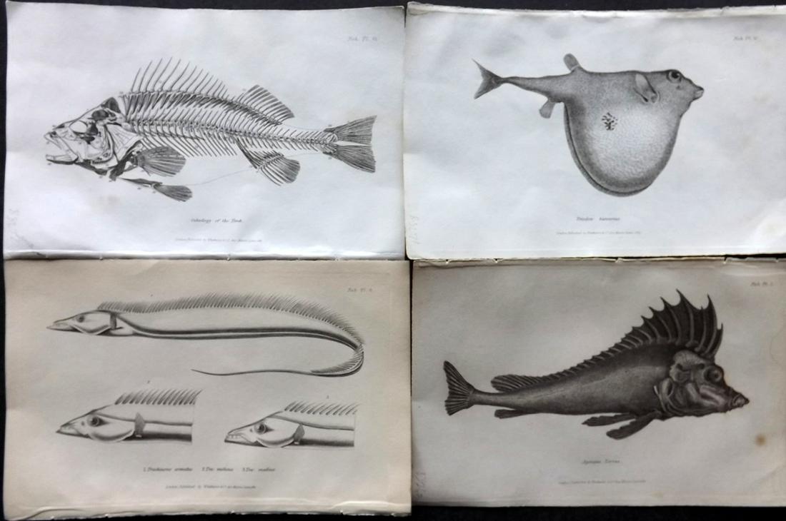 Cuvier, Baron C1830 Lot of 4 Antique Fish Prints (1 of 2)