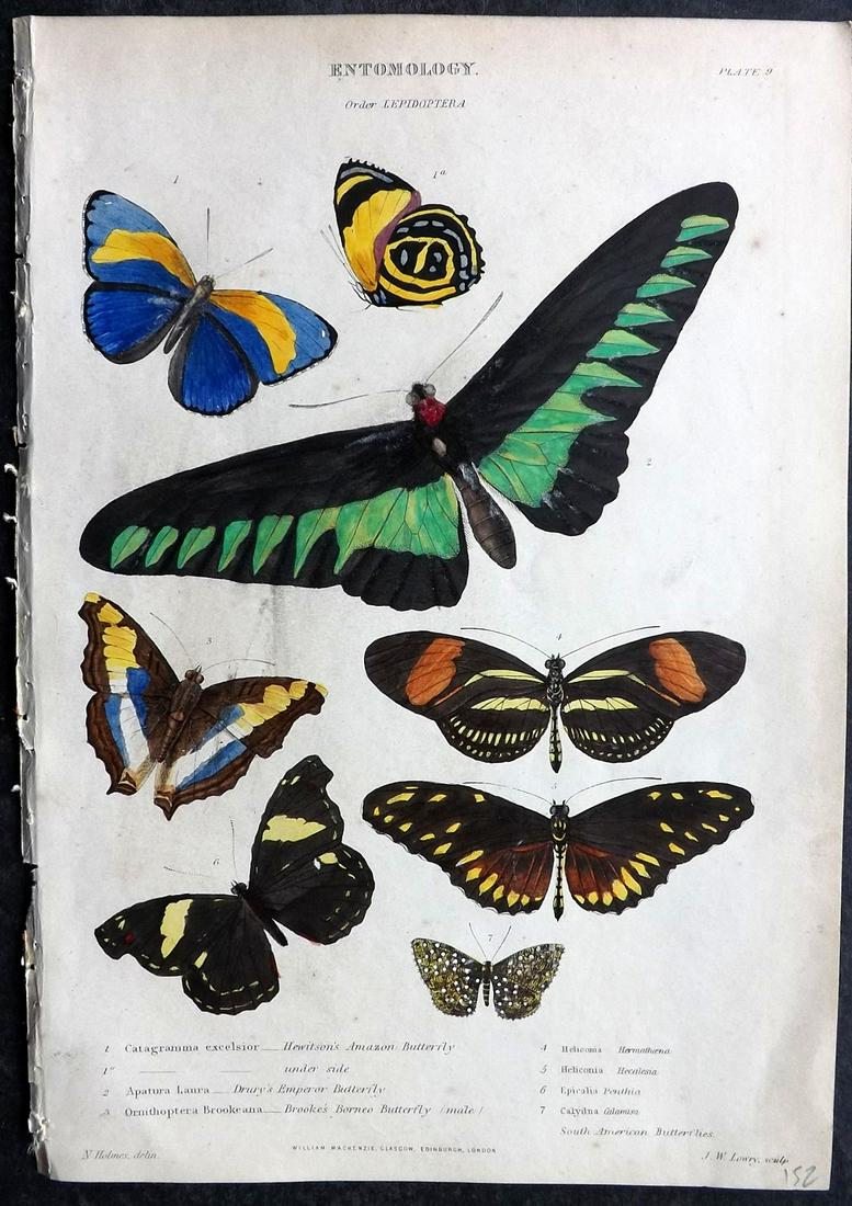 Richardson, John 1862 Hand Col Print. Butterflies (1 of 2)