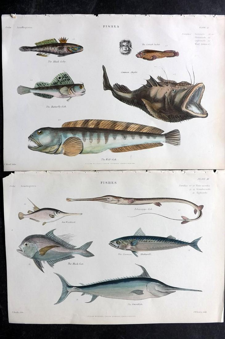 Richardson, John 1862 Pair of Hand Col Fish Prints: Hand Colored Steel Engravings/Etchings Published 1859-62 by William Mackenzie, Edinburgh & London for "The Museum of Natural History" by John Richardson. Paper Size: 10.5 x 7 inch (27 x 18cm) Good Con