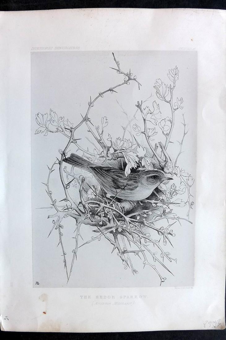 Blackburn, Jemima 1862 Folio Bird Print. Hedge Sparrow (1 of 2)