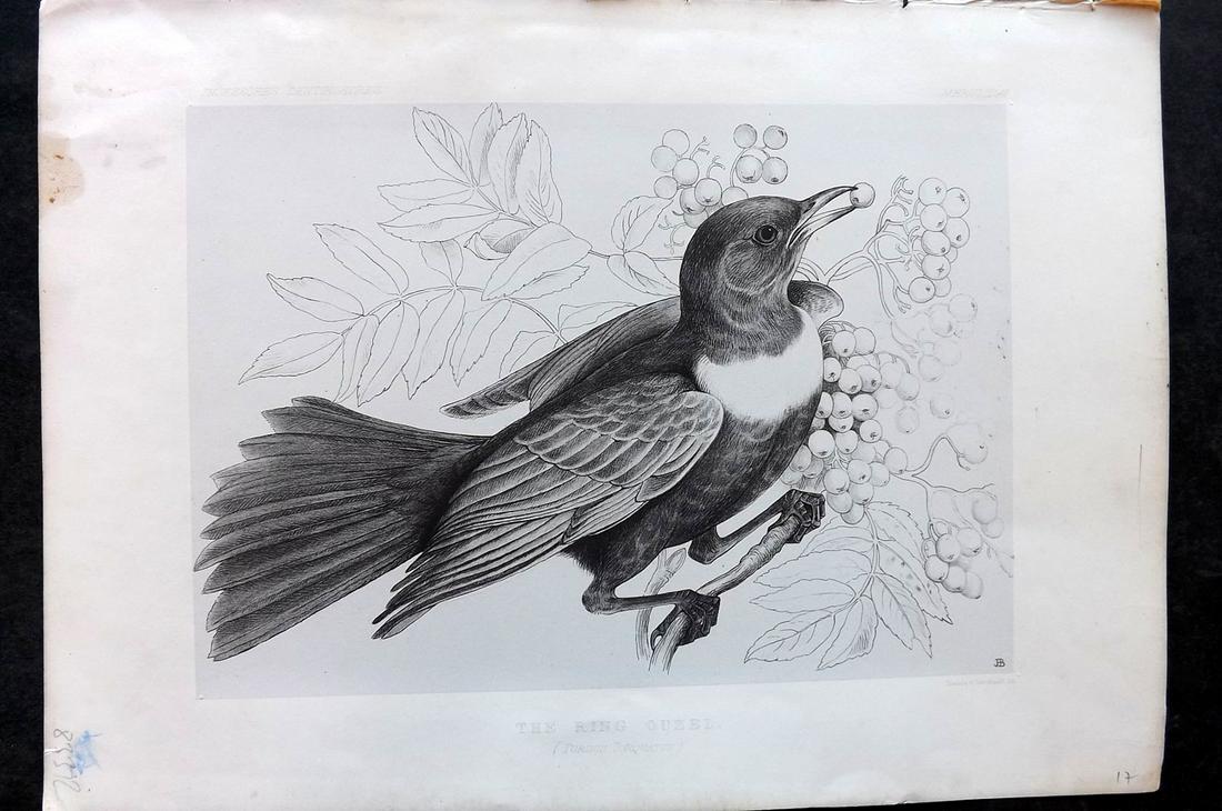 Blackburn, Jemima 1862 Folio Bird Print. Ring Ouzel (1 of 2)