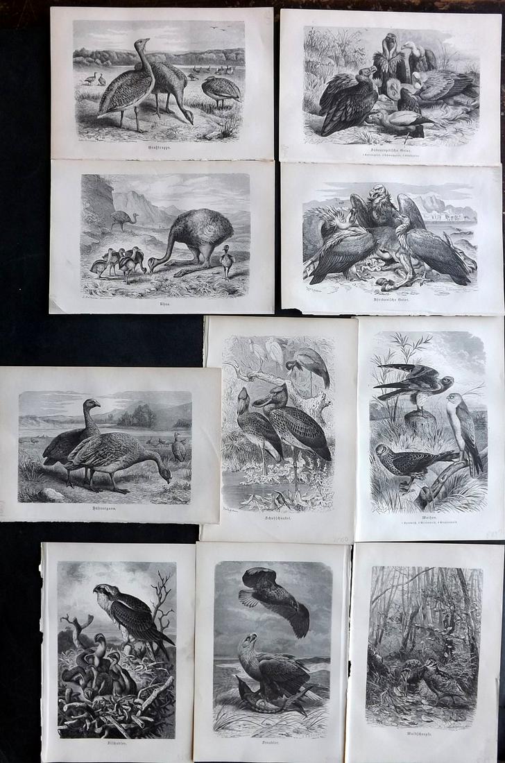 Brehm & Pechuel-Losche 1892 Lot of 10 Antique Bird Prints: Wood Engravings (Reverse side blank) Published 1890-93, Leipzig and Vienna for "Brehms Tierleben. Allgemeine Kunde des Tierreichs" by Alfred Edmund Brehm, Eduard Pechuel-Losche and Wilhelm Haacke. Man