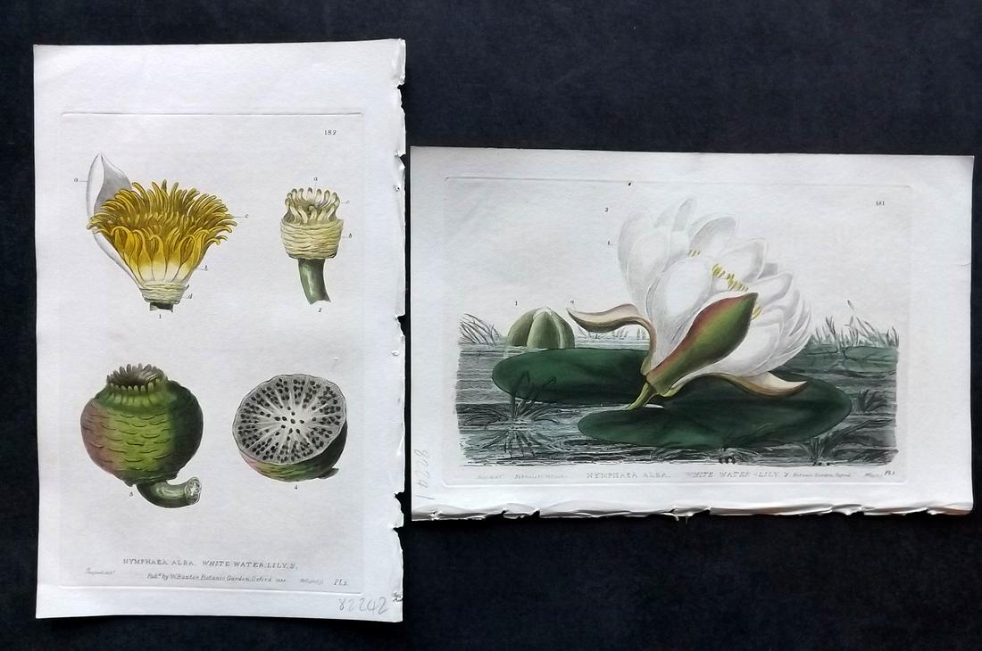 Baxter, William 1830's Pair of Hand Col Prints. Water Lily (1 of 2)