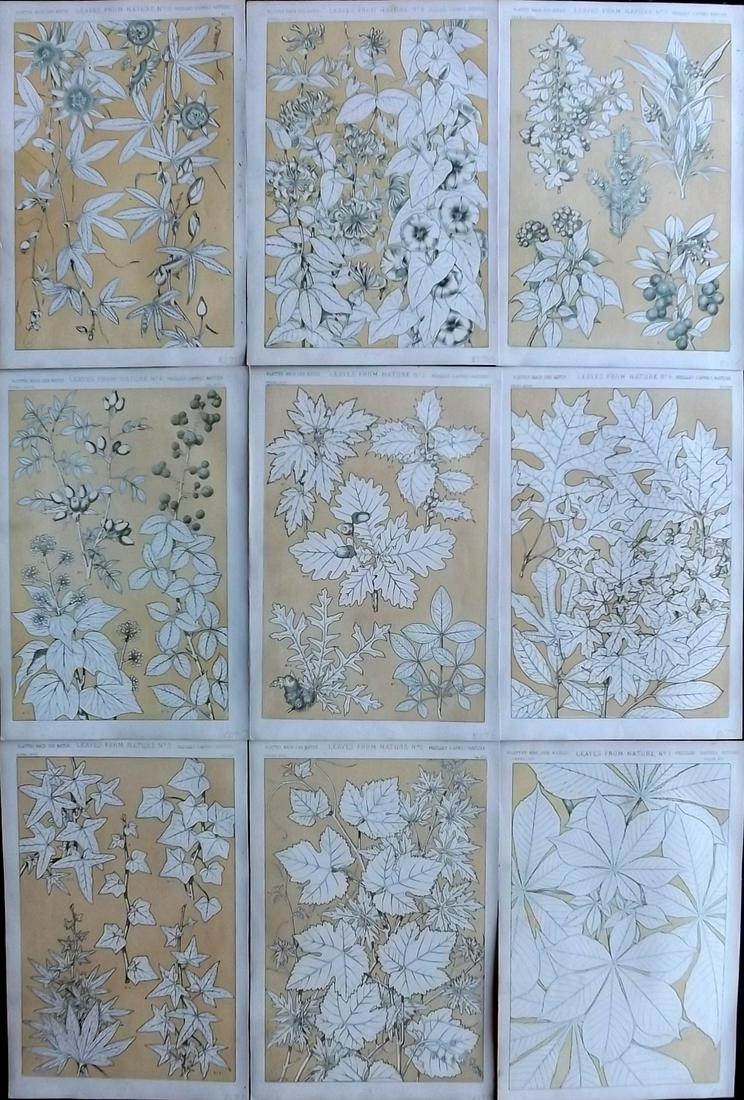 Jones, Owen 1868 Lot of 9 Folio Botanical Prints. Leaves from Nature: Chromolithographs Published 1868 by Bernard Quaritch, London for "The Grammar of Ornament" by Owen Jones. Paper Size: 13 x 8.5 inch (33 x 22cm) Good Condition overall