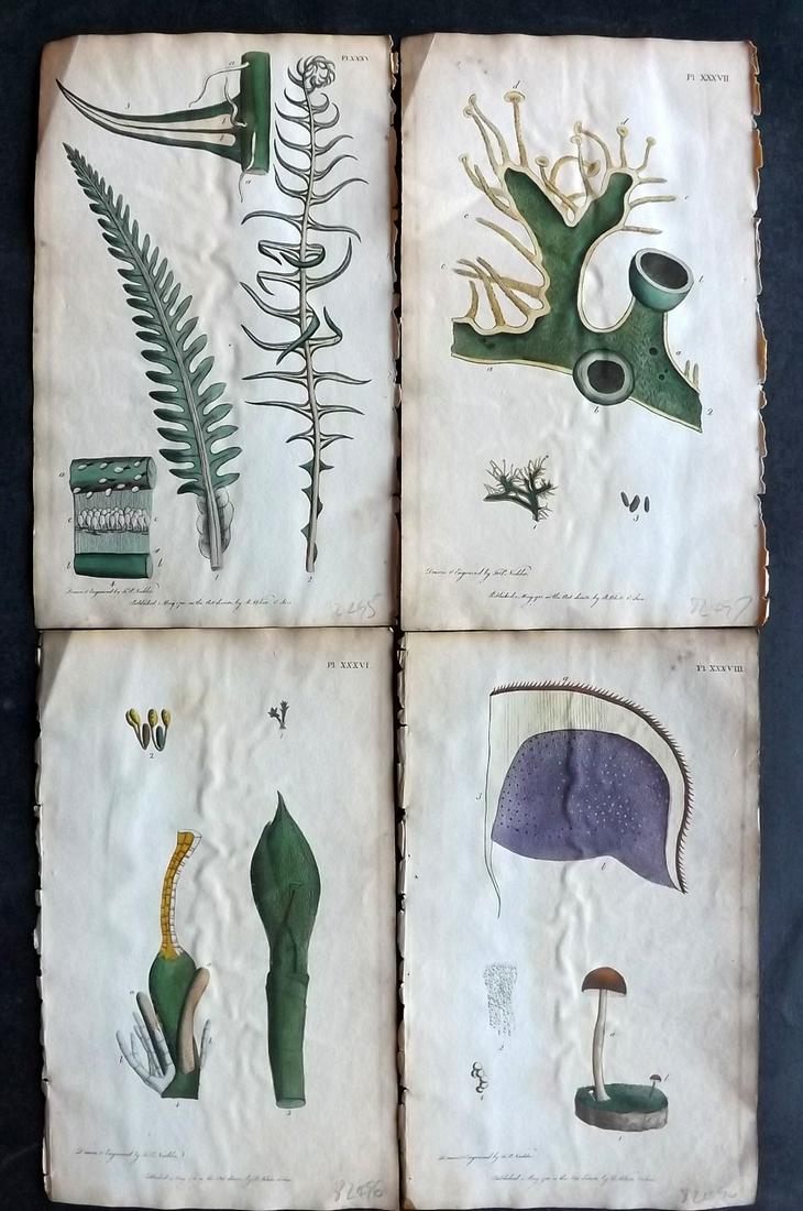 Nodder & Martyn 1789 Lot of 4 Hand Col Botanical Prints: Hand Colored Copper Plates Published 1789, London for "Thirty-eight Plates, with Explanations, Intended to Illustrate Linnaeus's System of Vegetables" by Thomas Martyn. Drawn & Engraved by Frederick P
