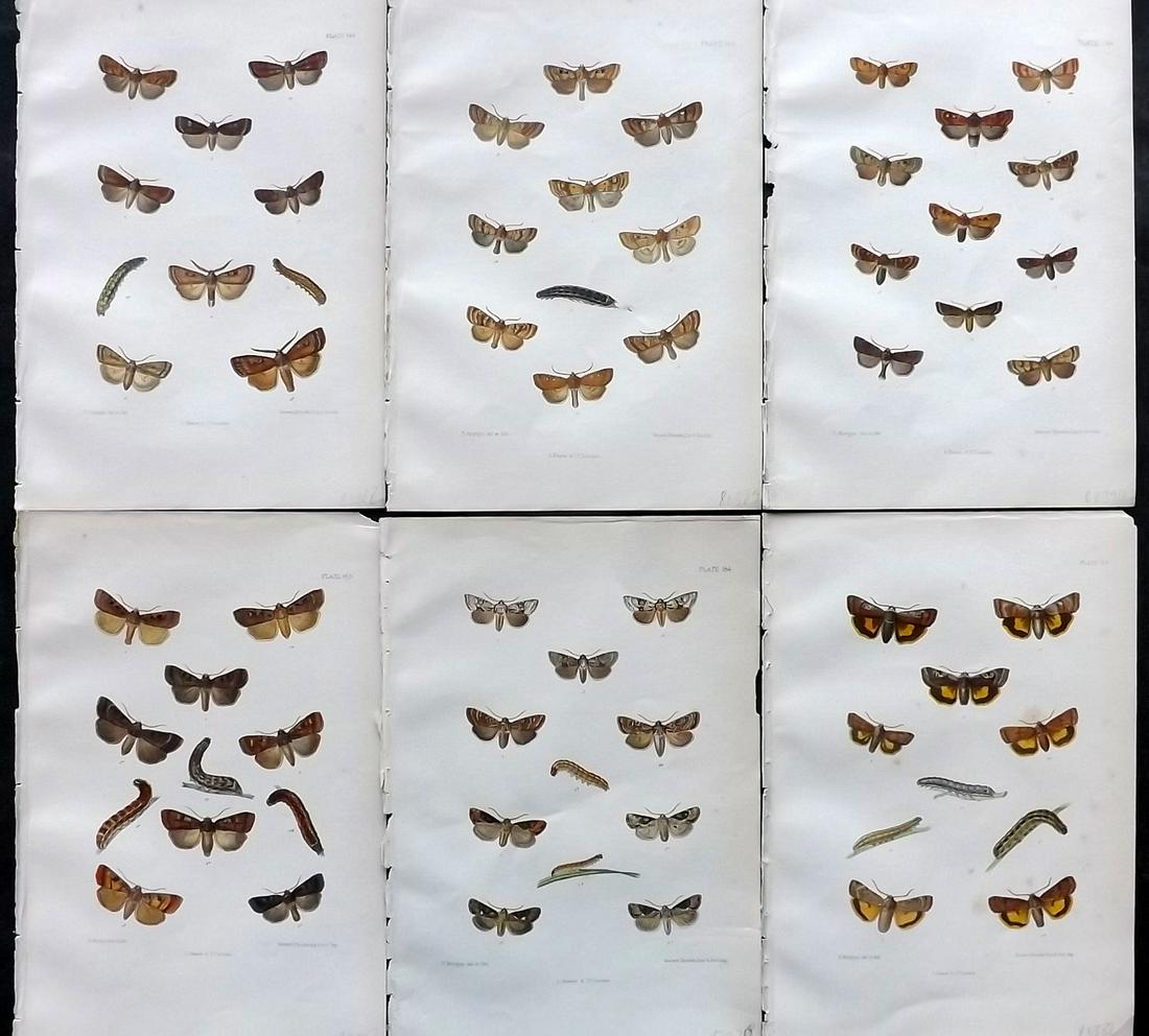 Barrett, Charles 1890's Lot of 6 Antique Moth Prints: Lithographs Published 1893-1907, London for "The Lepidoptera of the British Islands" by Charles G. Barrett. Printed in colours, some with additional hand colour. With accompanying descriptive text. Sc
