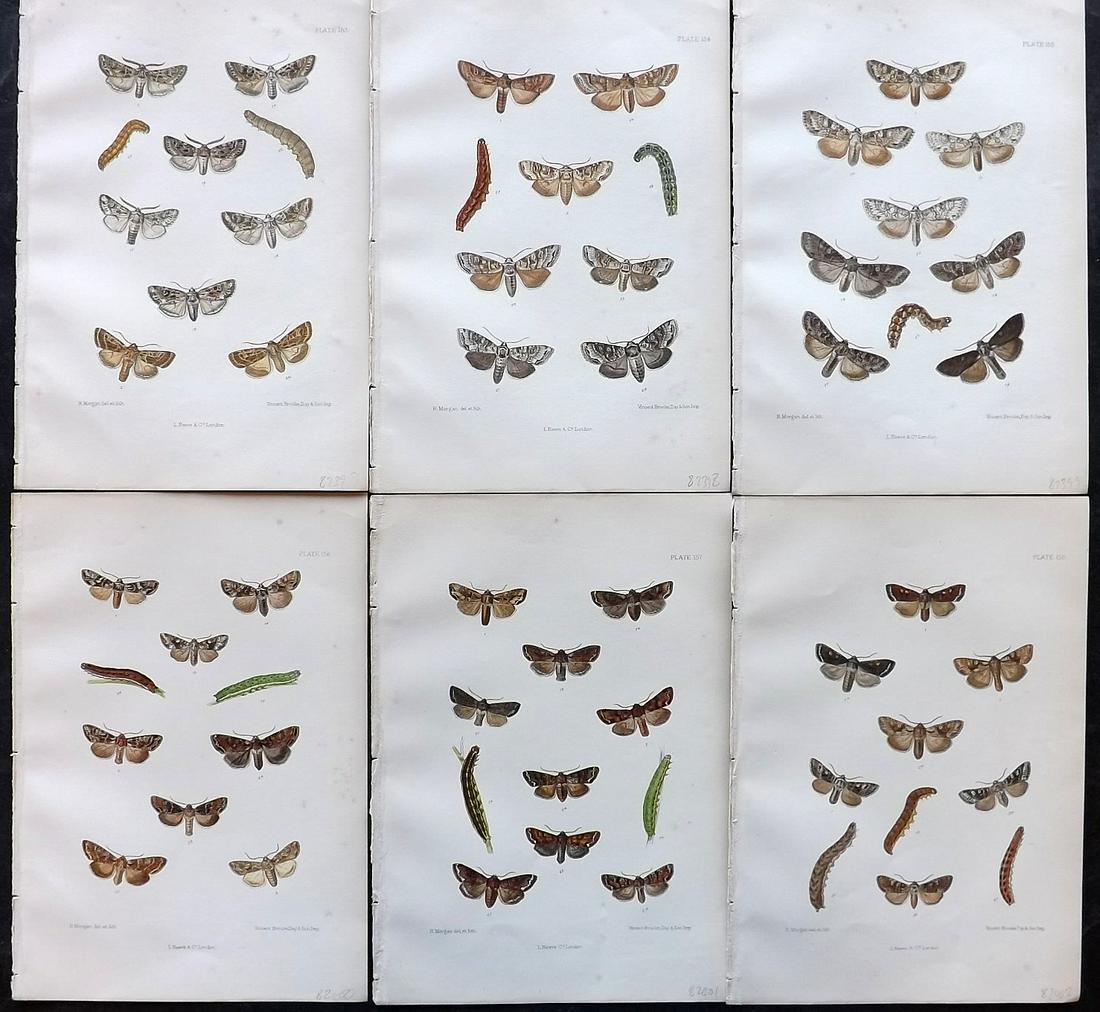 Barrett, Charles 1890's Lot of 6 Antique Moth Prints: Lithographs Published 1893-1907, London for "The Lepidoptera of the British Islands" by Charles G. Barrett. Printed in colours, some with additional hand colour. With accompanying descriptive text. Sc