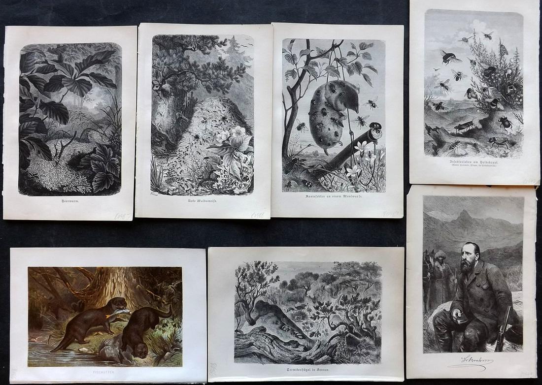 Brehm & Pechuel-Losche 1892 Lot of 7 Natural History Prints: Wood Engravings (Reverse side blank) and One Chromolithograph. The Portrait is of Brehm. Published 1890-93, Leipzig and Vienna for "Brehms Tierleben. Allgemeine Kunde des Tierreichs" by Alfred Edmund 