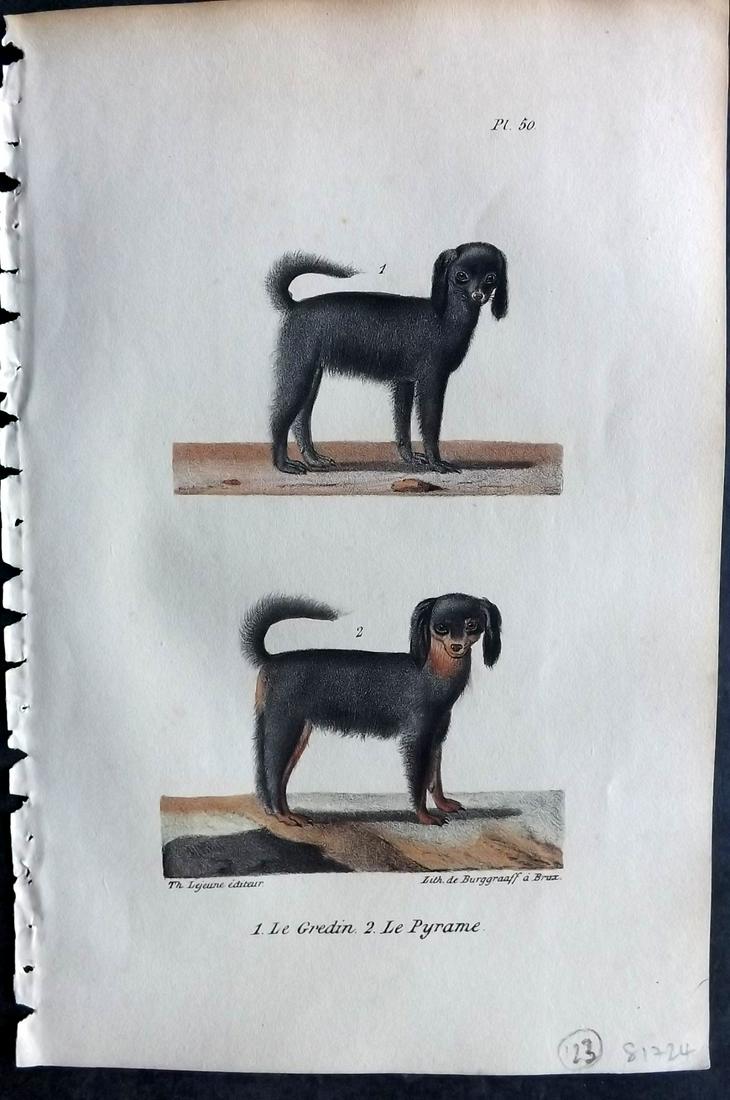 Buffon, Comte de 1830 Hand Col Print. King Charles Spaniel Dogs (1 of 2)