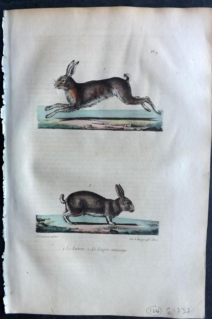 Buffon, Comte de 1830 Hand Col Print. Rabbits (1 of 2)
