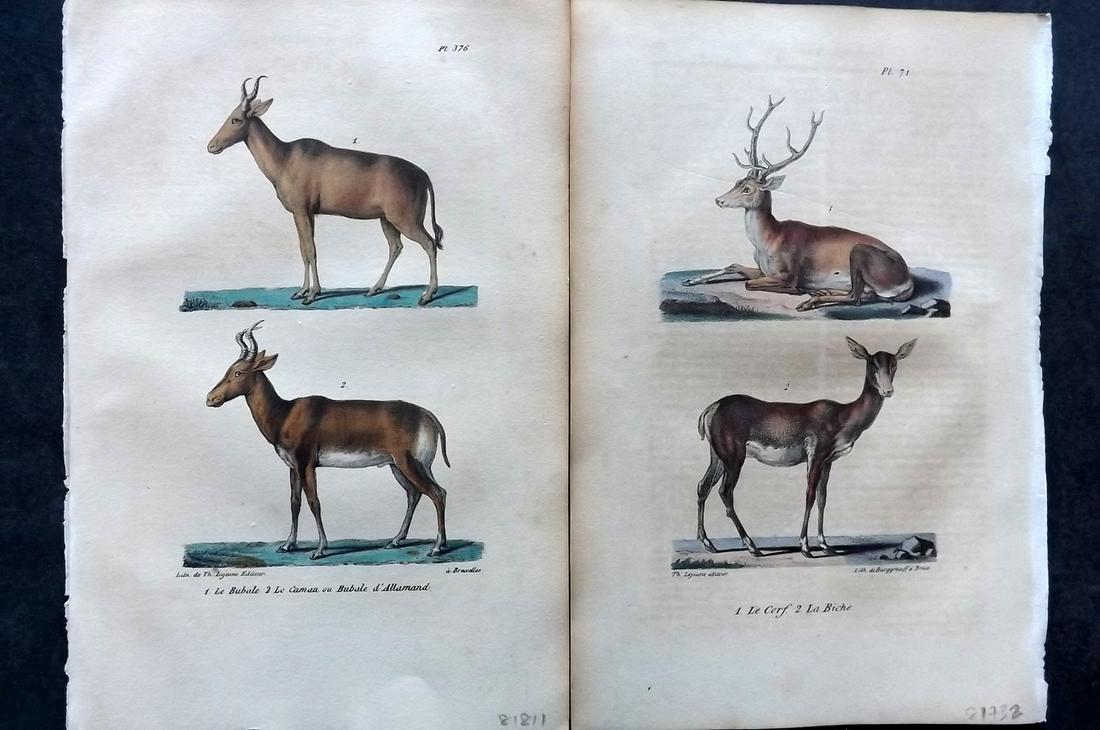 Buffon, Comte de 1830 Pair of Hand Col Prints. Deer, Antelope (1 of 2)