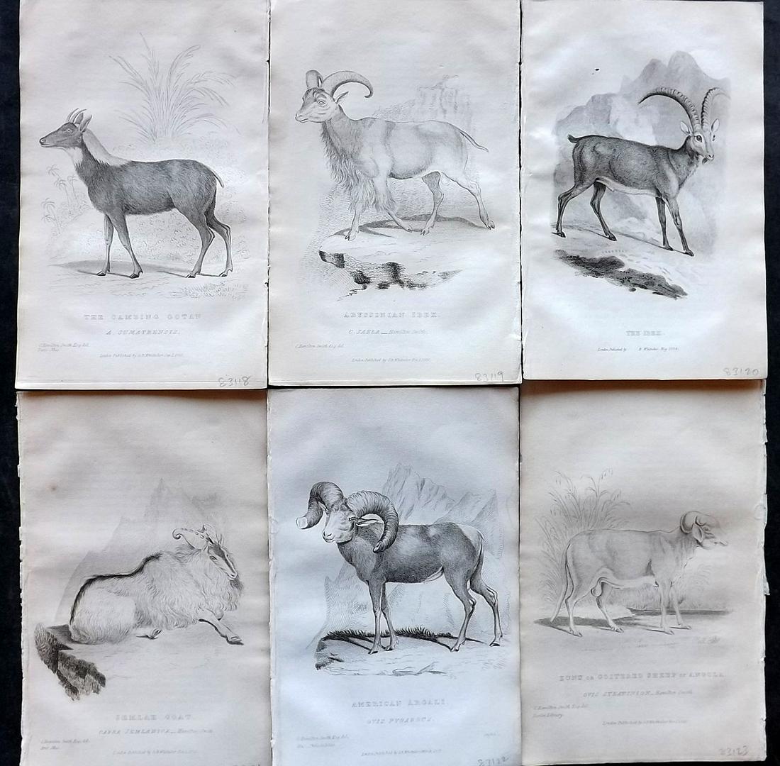 Cuvier, Baron C1830 Lot of 6 Antique Prints. Goat, Ibex, Sheep (1 of 2)