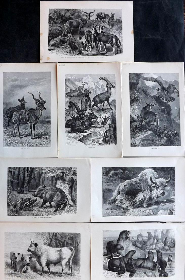 Lydekker, Richard 1896 Lot of 8 Natural History Prints: Wood Engravings (Reverse side blank) Published 1894-96, London for "The Royal Natural History" by Richard Lydekker. Illustrated by Smit, Keulemans, Wolf and others. Paper Size: 10 x 6.5 inch (25 x 16.