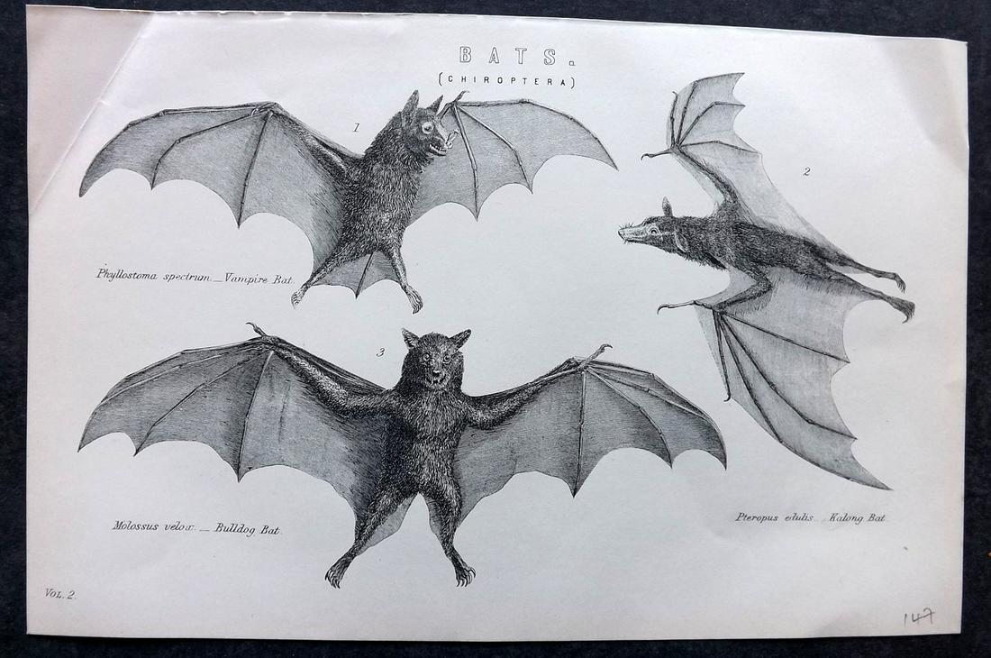 National Encyclopedia 1891 Antique Print. Bats (1 of 2)