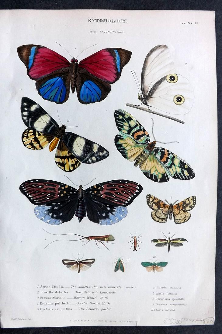 Richardson, John 1862 Hand Col Print.  Butterflies (1 of 2)