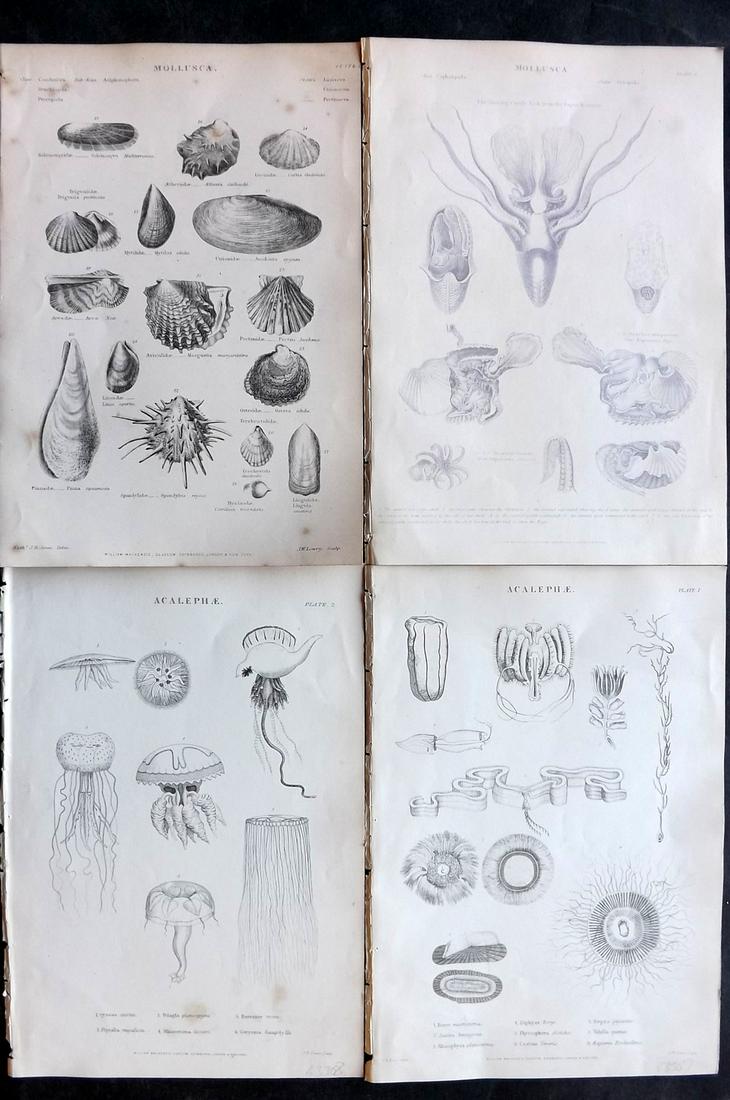Richardson, John 1862 Lot of 4 Prints. Jellyfish, Cuttlefish, Shells (1 of 2)
