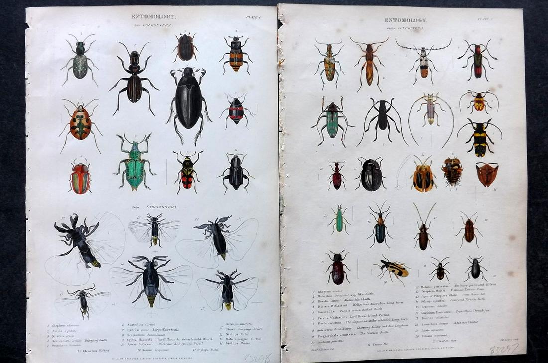 Richardson, John 1862 Pair of Hand Col Prints. Beetles: Hand Colored Steel Engravings/Etchings Published 1859-62 by William Mackenzie, Edinburgh & London for "The Museum of Natural History" by John Richardson. Paper Size: 10.5 x 7 inch (27 x 18cm) Very min