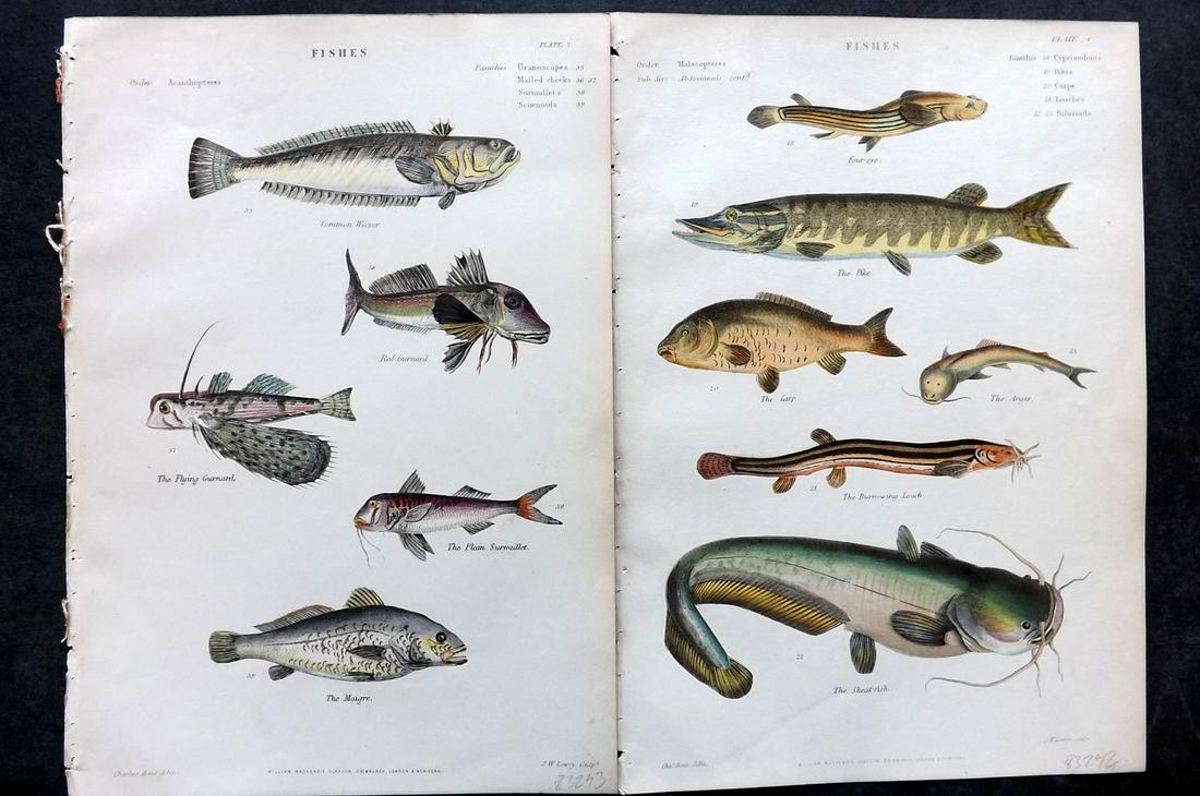Richardson, John 1862 Pair of Hand Col Prints. Fish: Hand Colored Steel Engravings/Etchings Published 1859-62 by William Mackenzie, Edinburgh & London for "The Museum of Natural History" by John Richardson. Paper Size: 10.5 x 7 inch (27 x 18cm) Good Con