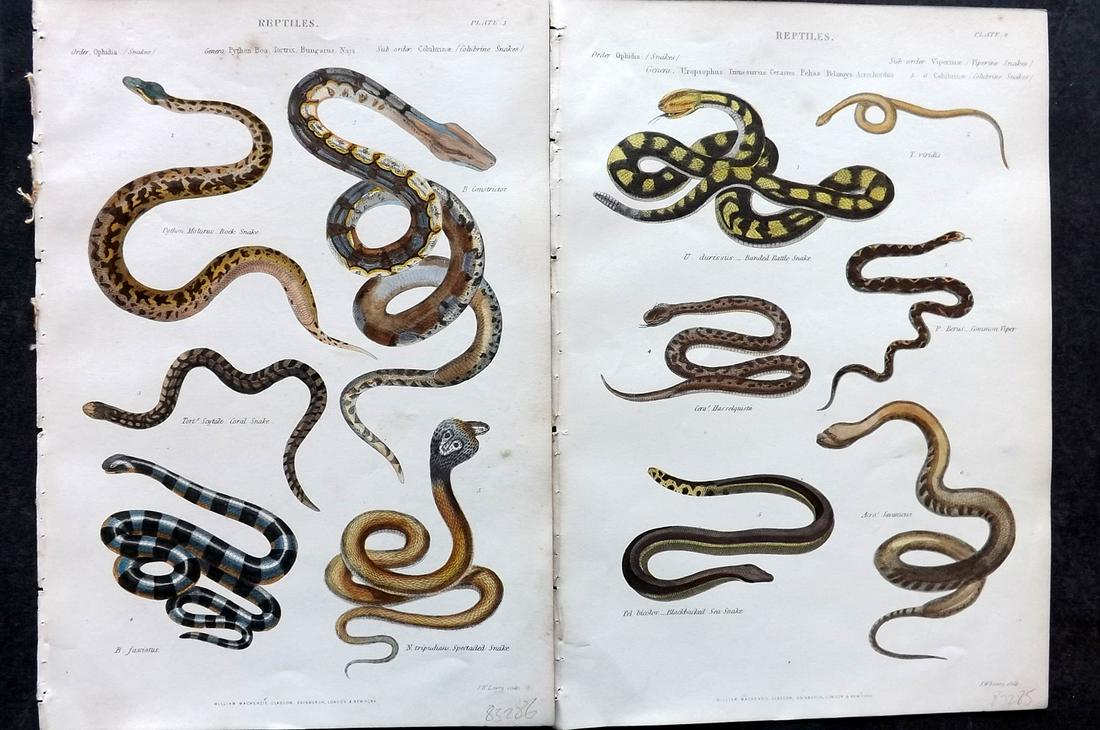 Richardson, John 1862 Pair of Hand Col Prints. Snakes (1 of 2)