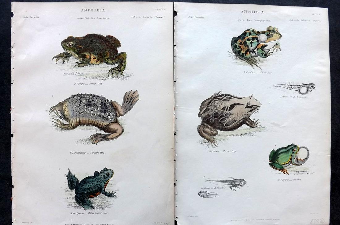 Richardson, John 1862 Pair of Hand Col Prints. Toads, Frogs (1 of 2)