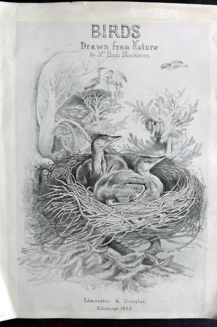 Blackburn, Jemima 1862 Folio Bird Print. Illus. Title Page. Nest (1 of 2)
