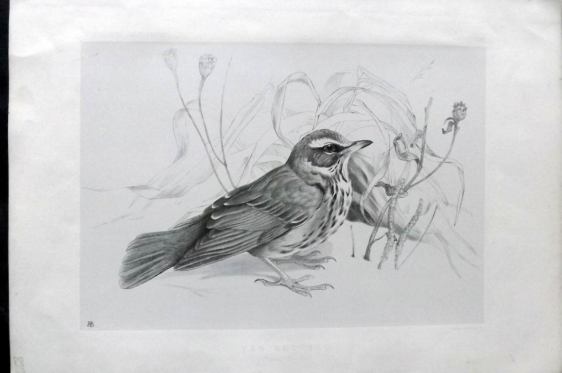 Blackburn, Jemima 1862 Folio Bird Print. Redwing: Folio Lithograph Published 1862, Edinburgh, for "Birds Drawn from Nature" by Jemima Blackburn. Rare. Paper Size: 14.5 x 10.5 inch (37 x 27cm) Good Condition overall