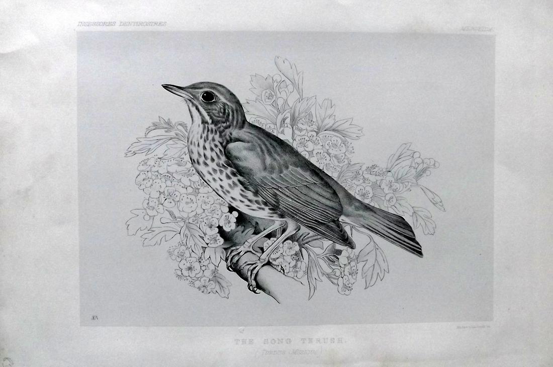 Blackburn, Jemima 1862 Folio Bird Print. Song Thrush (1 of 2)