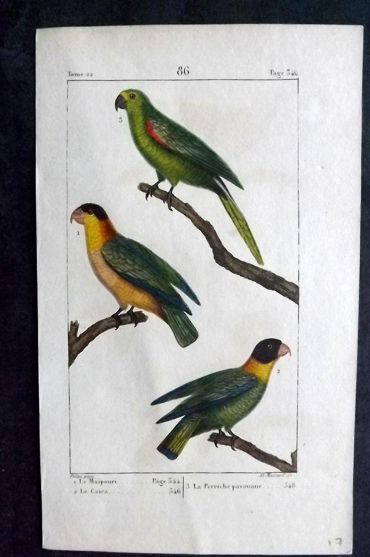 Buffon, Comte de 1819 Hand Col Bird Print. Parrots 86: Hand Colored Etching with Engraving Published 1819-22, Paris for "Oeuvres complètes de Buffon" by the Comte de Buffon and Bernard Germain de Lacepede. Paper Size: 8 x 5 inch (20 x 13cm) Very minor ba