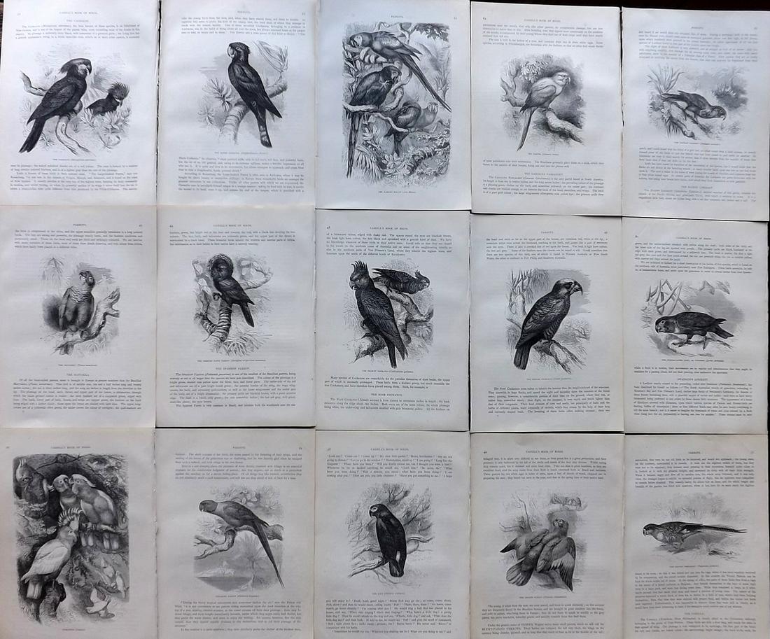 Jones, Thomas Rymer 1869 Lot of 15 Illus. Sheets. Parrots (1 of 2)