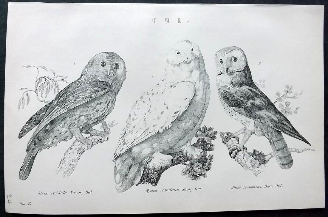 National Encyclopedia 1891 Antique Bird Print. Owls (1 of 2)