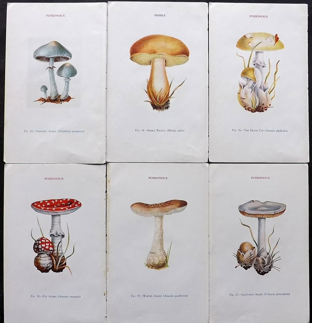 MAFF 1935 Lot of 6 Vintage Mushroom Fungi Prints (12 Images) (1 of 2)